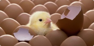 hatching egg
